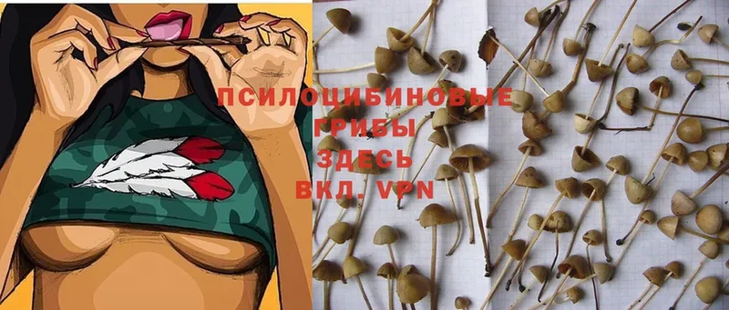 Псилоцибиновые грибы Magic Shrooms  Югорск 